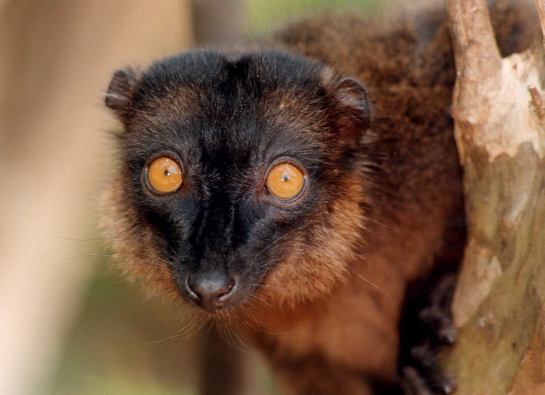 ile mayotte lemurien groot boulier
