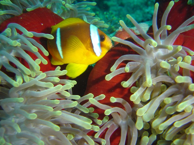 Croisiere plongée mer rouge