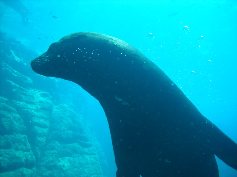 Sea Lion de mer de Cortez